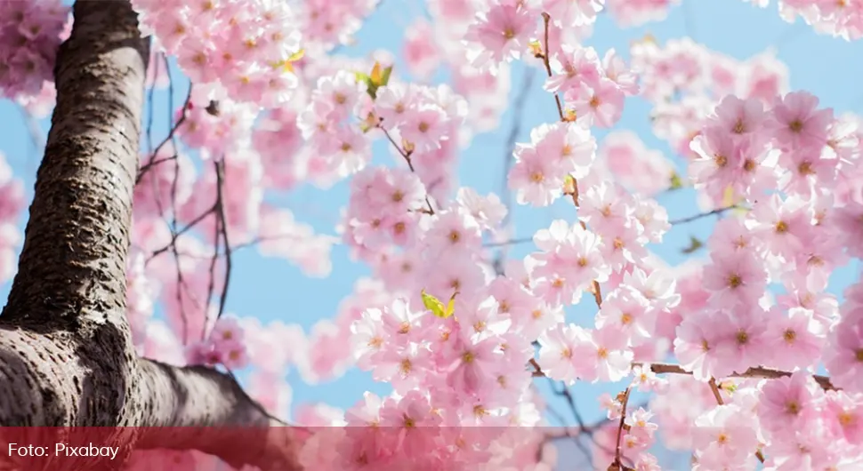 sakura tresnja cvijet pixabay.webp